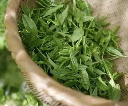 Natural antioxidant in matcha~Tea polyphenols!